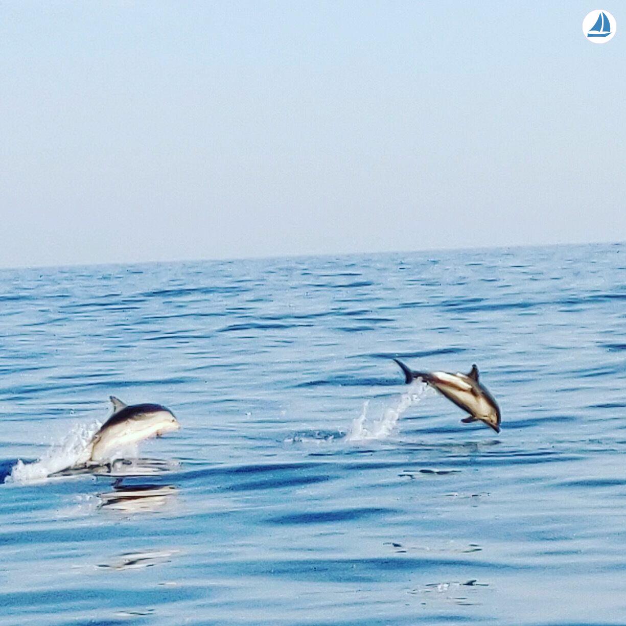 foto Bayliner 197sd 15