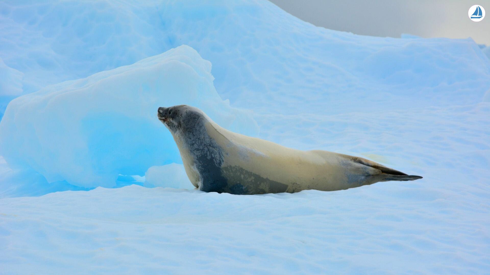 foto Custom 60' Custom 60' 5