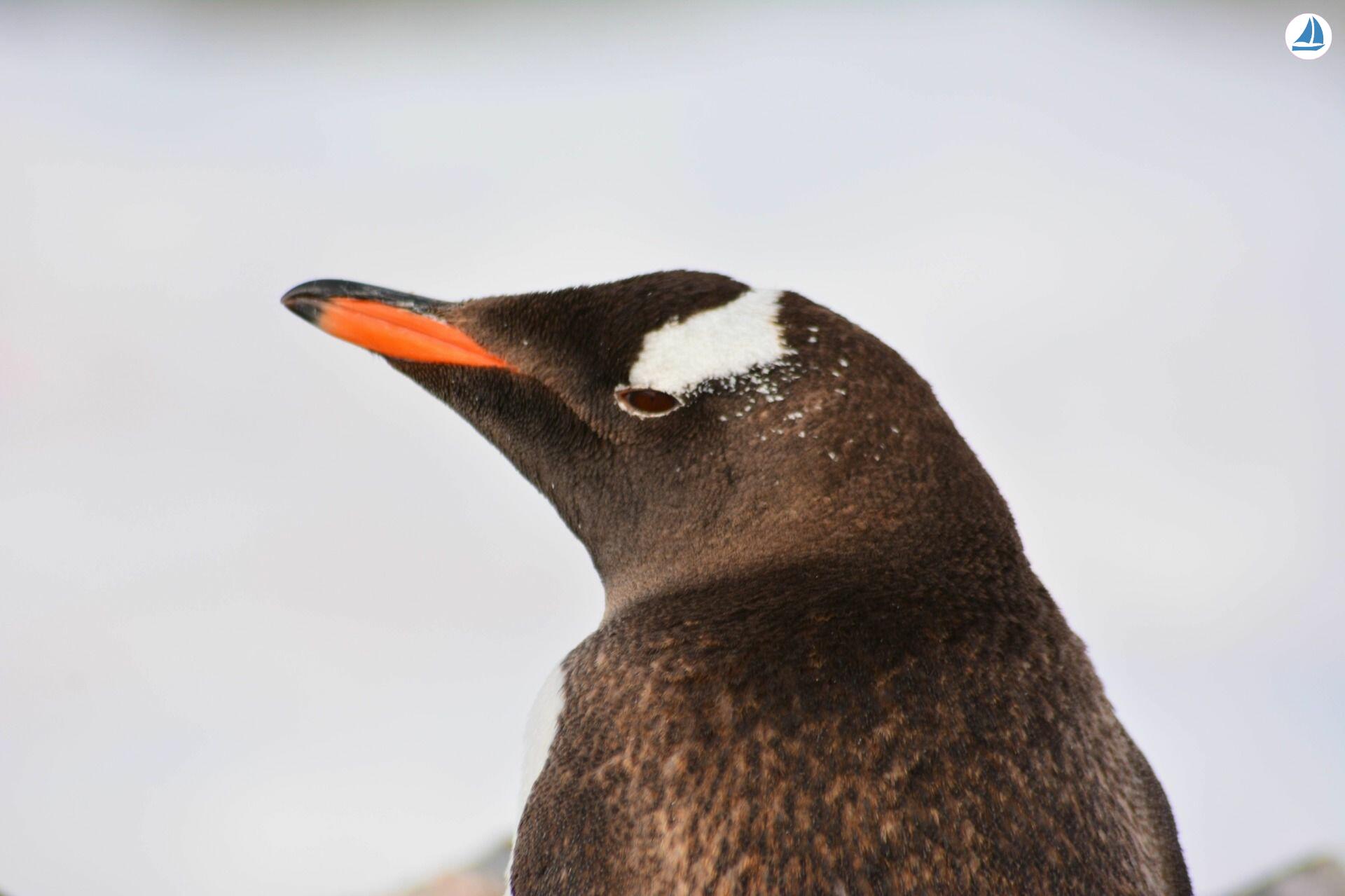 foto Custom 60' Custom 60' 7